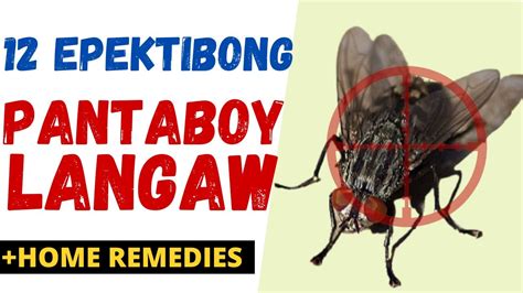 ano ang pang patay sa langaw|12 Effective PANTABOY / PAMATAY LANGAW .